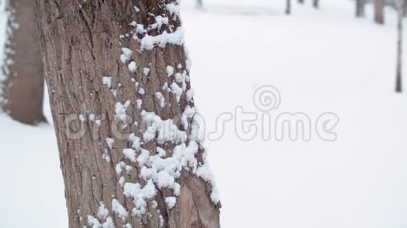 下雪了雪地里的树干视频的预览图