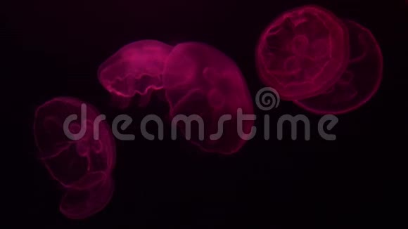 水族馆里的水母视频的预览图