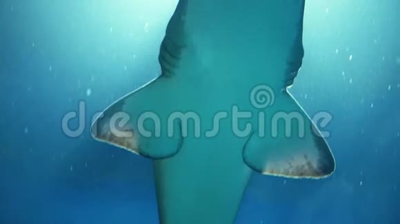 鲨鱼鲨鱼在水族馆游泳视频的预览图