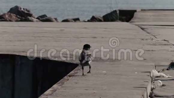 乌鸦走在海上码头上视频的预览图