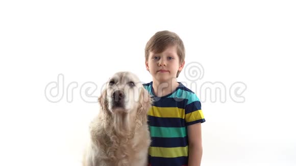 对宠物的关心和爱护小男孩在画室的白色背景上摆着一只金色猎犬视频的预览图