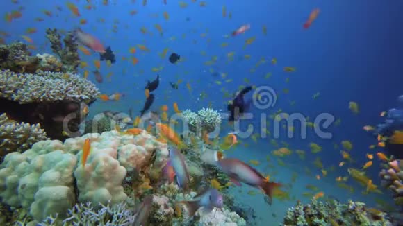 水下海景和潜水员视频的预览图