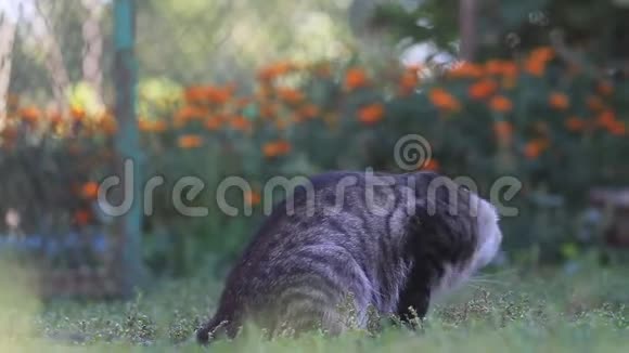 猫在寻找躲在草丛里的老鼠视频的预览图