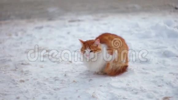 雪中的红猫视频的预览图