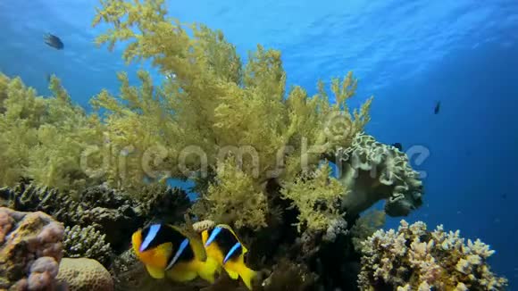 热带珊瑚和小丑鱼视频的预览图