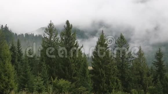 绿树丛中的薄雾视频的预览图