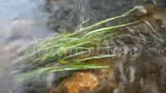 河流和藻类的伸展视频的预览图