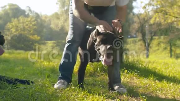 黑色拳击狗的肖像视频的预览图