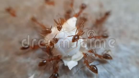 一群蚂蚁在吃一滴食物视频的预览图