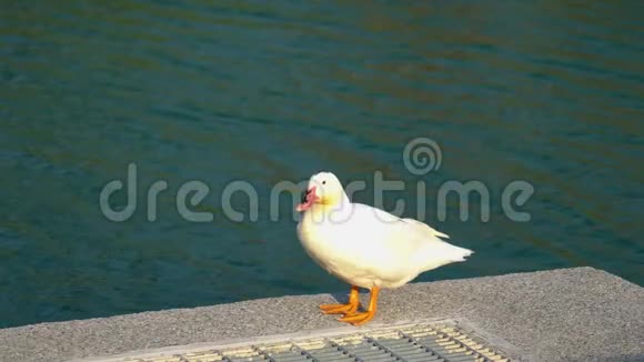 一只野鸭正息在河岸上视频的预览图