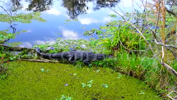 莴苣湖公园里的鳄鱼视频的预览图