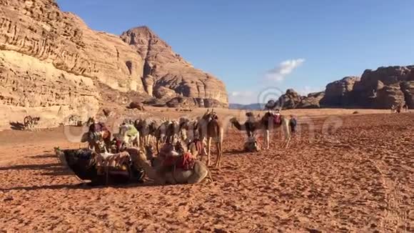 贝都因游牧民用骆驼扎营视频的预览图