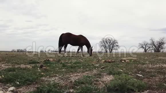 在农村放牧的马视频的预览图