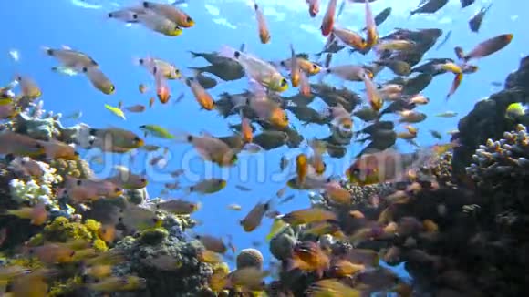 在红海的珊瑚礁附近游鱼群埃及视频的预览图
