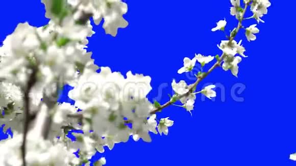 开花的树木视频的预览图