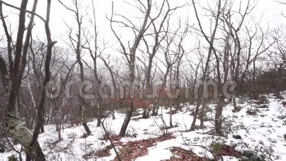 雪落在卡茨基尔斯休眠的树木上视频的预览图