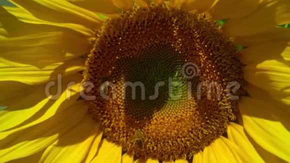一只蜜蜂在向日葵上爬行视频的预览图
