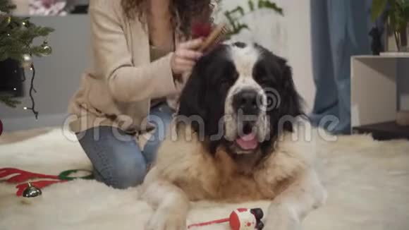 莫斯科大看门狗的特写镜头他的主人正在梳理他的皮毛快乐微笑的白种人女人亲吻她的宠物头视频的预览图