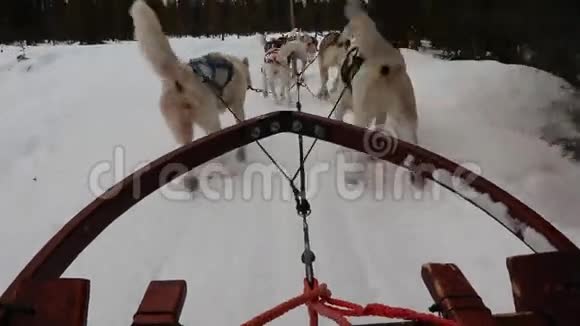 狗的雪橇视频的预览图