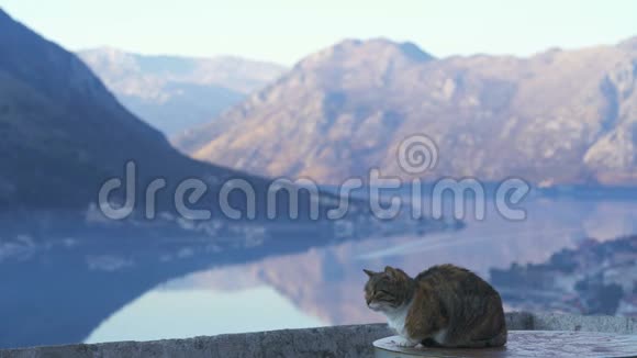 猫坐在Kotor堡垒的墙上视频的预览图