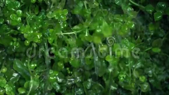 水溅在花园的植物上视频的预览图