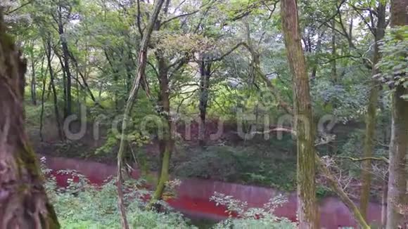峡谷森林中的红砖墙视频的预览图