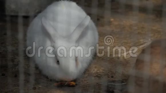 动物园里的白兔视频的预览图