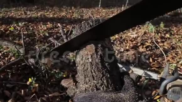 用锯子锯树的声音视频的预览图