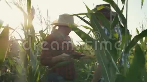 两个农民一男一女在一个玉米地里日落时有一块石碑关于作物的讨论视频的预览图