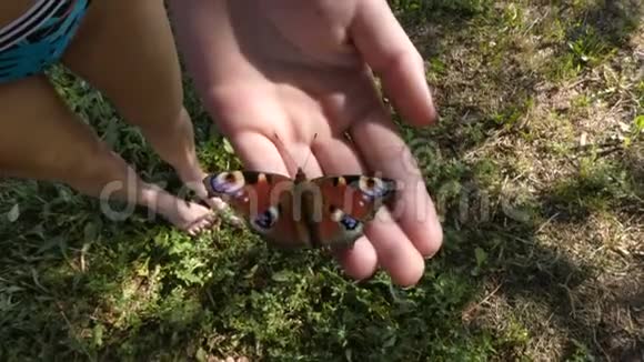 蝴蝶坐在女孩手臂上视频的预览图