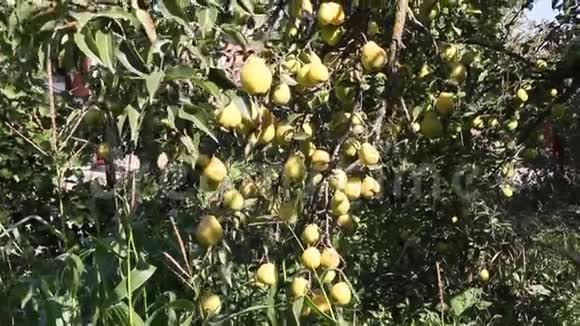 成熟的梨树上视频的预览图
