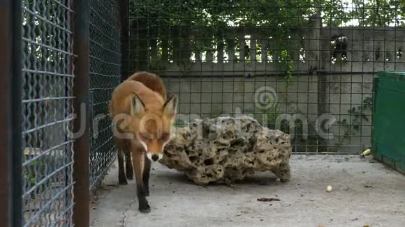 动物园笼子里的红狐视频的预览图