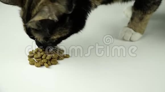 猫吃食物视频的预览图