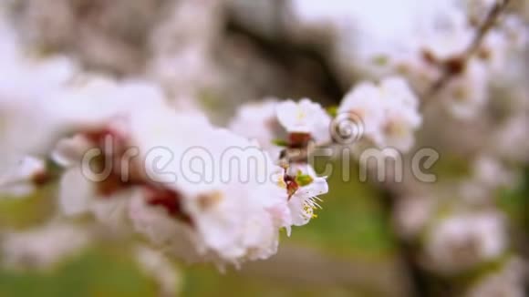 开花果树视频的预览图