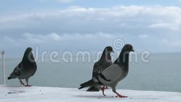 两只鸽子在大海的背景上视频的预览图