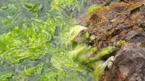 绿色海藻和岩石视频的预览图
