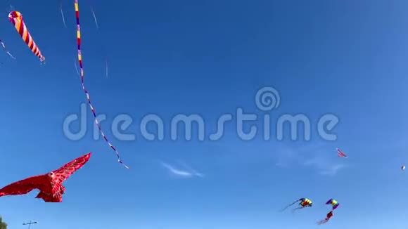 以风中红鹰的形式风筝视频的预览图
