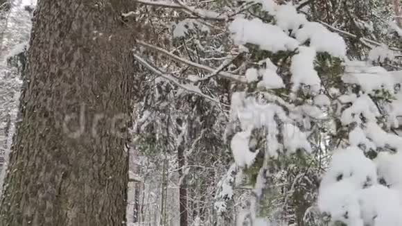 雪地里的木头冬季景观视频的预览图