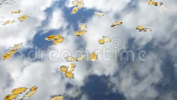 在水下的叶子视频的预览图