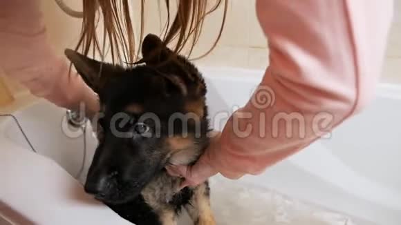 德国牧羊人在家里的浴室里用肥皂和水洗澡女孩给一只可爱的小狗洗澡宠物护理视频的预览图