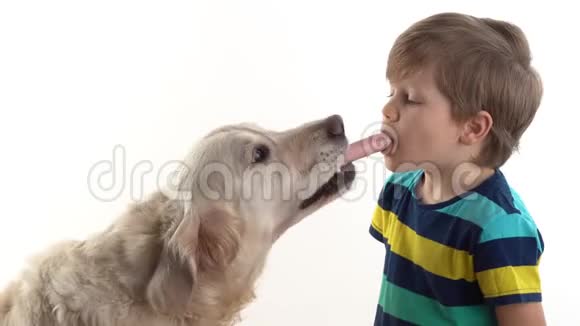 爱护宠物白底摄影棚里的小男孩喂香肠一条大金毛猎犬视频的预览图