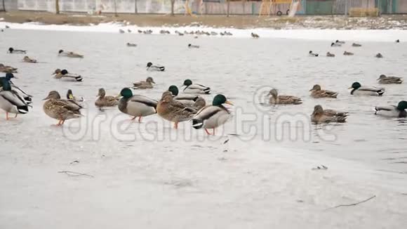 鸭子在冬天的城市湖泊里游泳视频的预览图