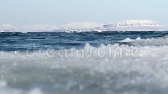 海鸥冰洋视频的预览图