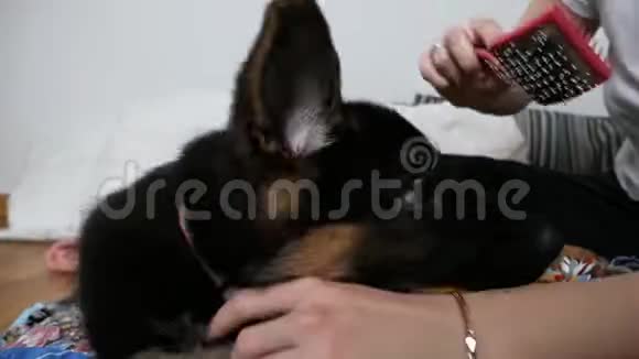 一个女人正在照顾她的德国牧羊犬用狗刷梳理小狗头发视频的预览图