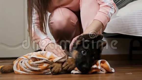 慢动作慢镜头一个女人照顾她的宠物一只德国牧羊犬在浴室洗澡后擦干视频的预览图