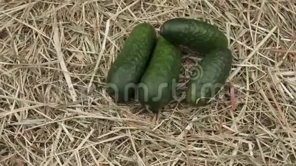 有机黄瓜躺在干草上视频的预览图