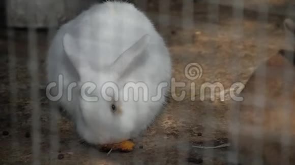 动物园里的白兔视频的预览图