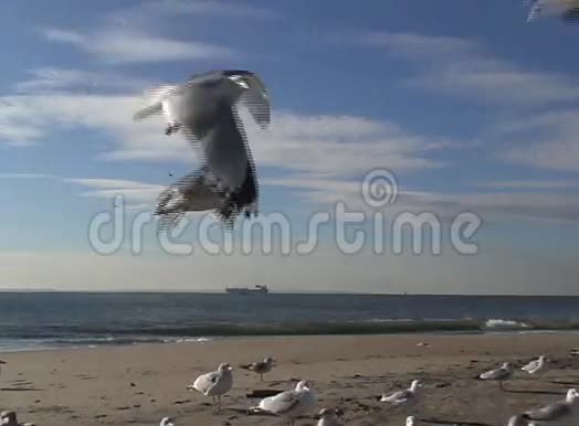 海滩上的海鸥视频的预览图