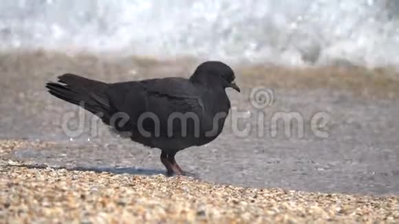 在沙滩上的鸽子视频的预览图