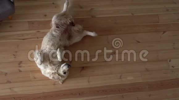 对宠物的关心和爱护小男孩在家里抱着一只金毛猎犬大狗俯视图视频的预览图